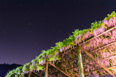 藤の花と星空