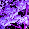 夜桜満開！！