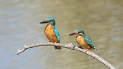 於大公園のカワセミ