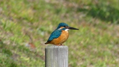 於大公園のカワセミ