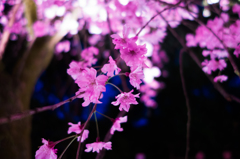 平安神宮　桜