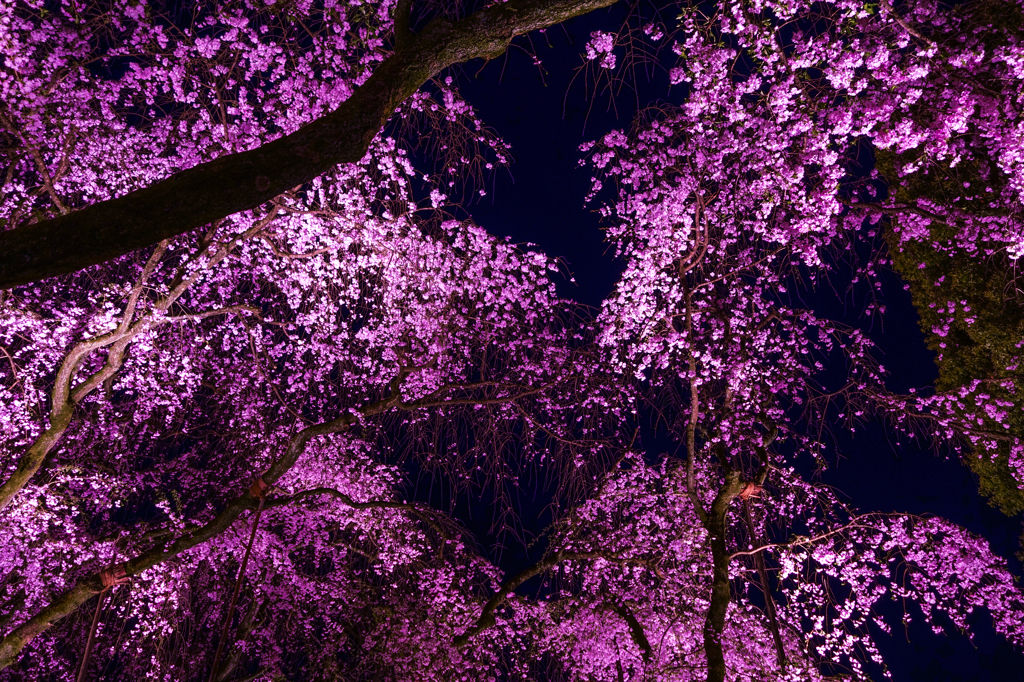 平安神宮の桜