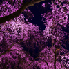 平安神宮の桜