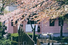 桜吹雪