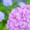 紫陽花
