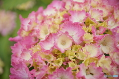 紫陽花2