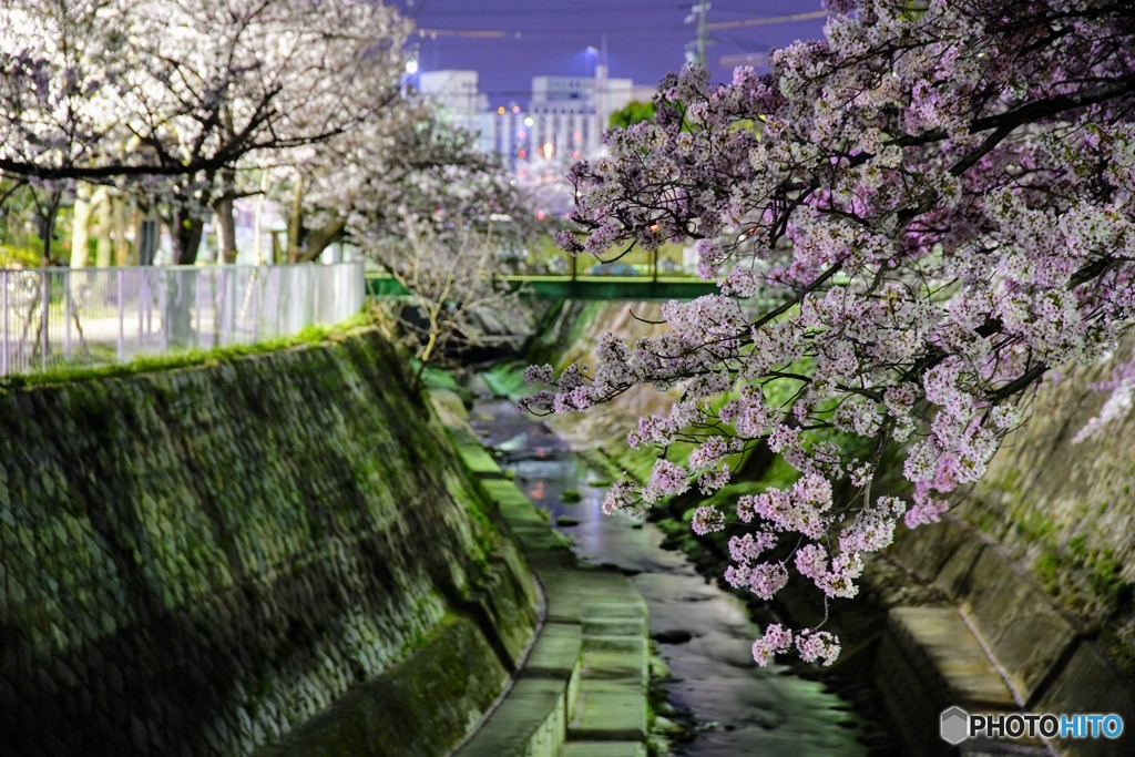 神戸の夜景と夜桜