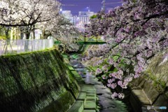神戸の夜景と夜桜