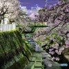 神戸の夜景と夜桜