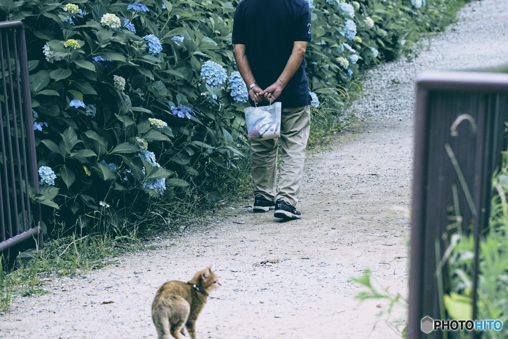 盲目の猫と散歩