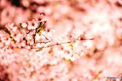 今年の桜は