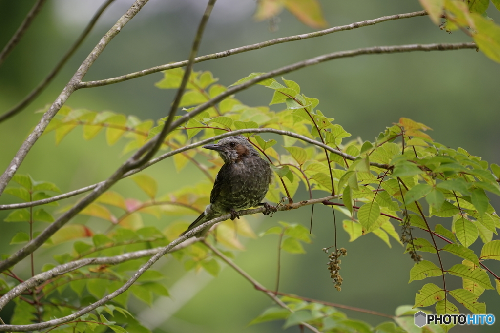 SIGMA150-600C DG OS HSMの試し撮り