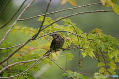 SIGMA150-600C DG OS HSMの試し撮り