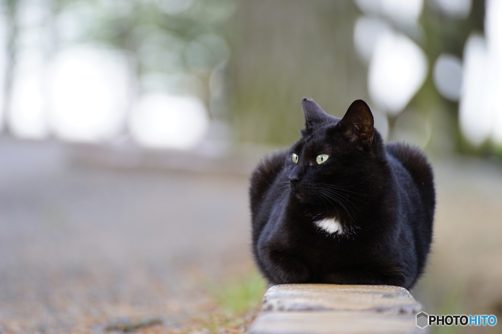 吾輩は黒猫である