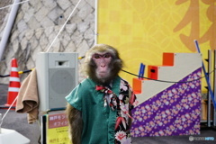 キング君
