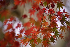 緑から紅へ