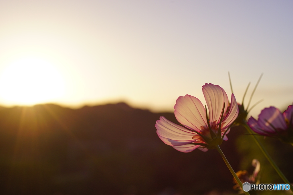 秋桜