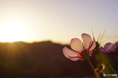 秋桜