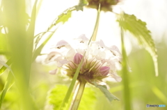 桜も良いけど