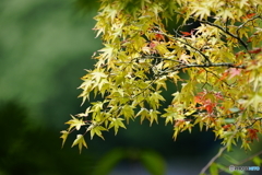 記念すべき500枚目は