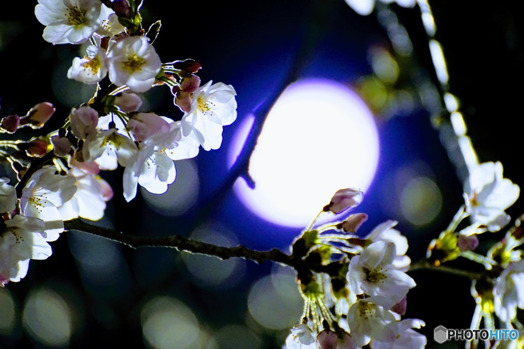 夜と桜と月