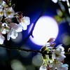 夜と桜と月