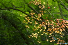 鳥見のつもりが