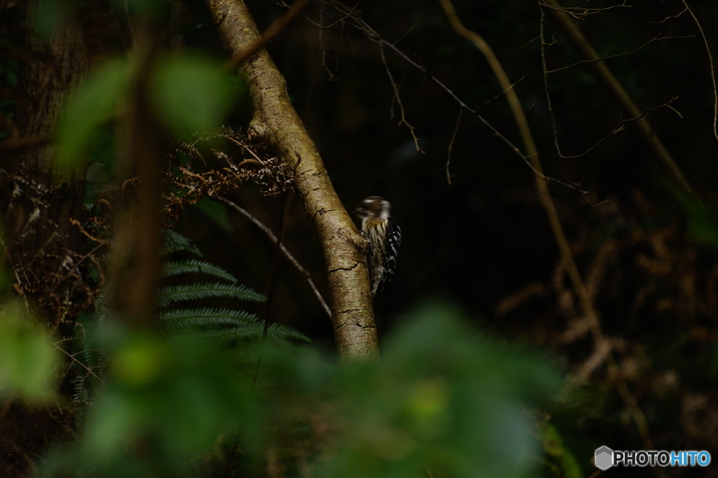 静かな山道に鳴り響く