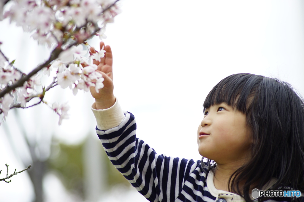 桜が好き