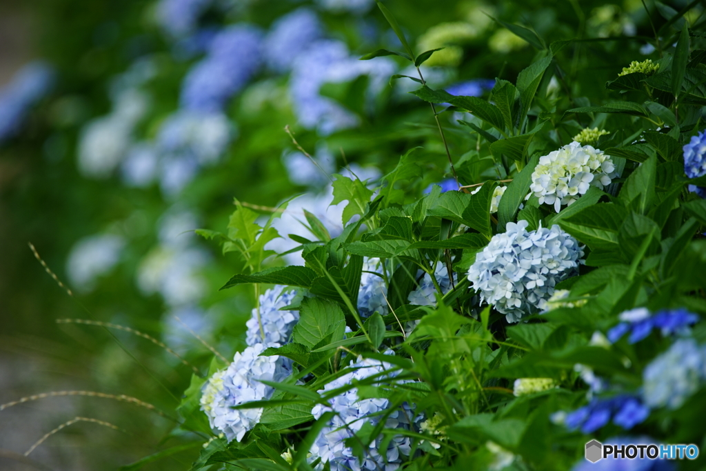 紫陽花の咲く道