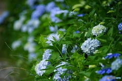 紫陽花の咲く道