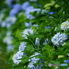 紫陽花の咲く道
