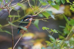 雨天決行カワセミは足元に