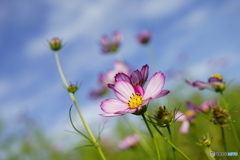秋桜