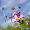 秋桜