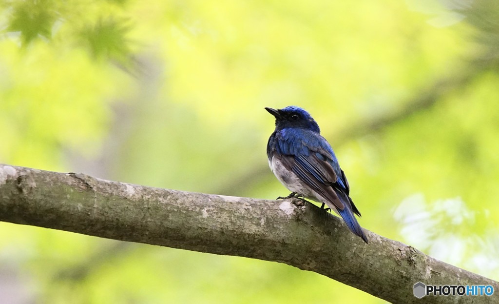 僕にとって「幸せの青い鳥」