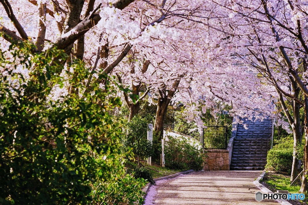 桜の通り抜け