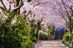 桜の通り抜け