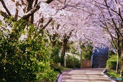 桜の通り抜け