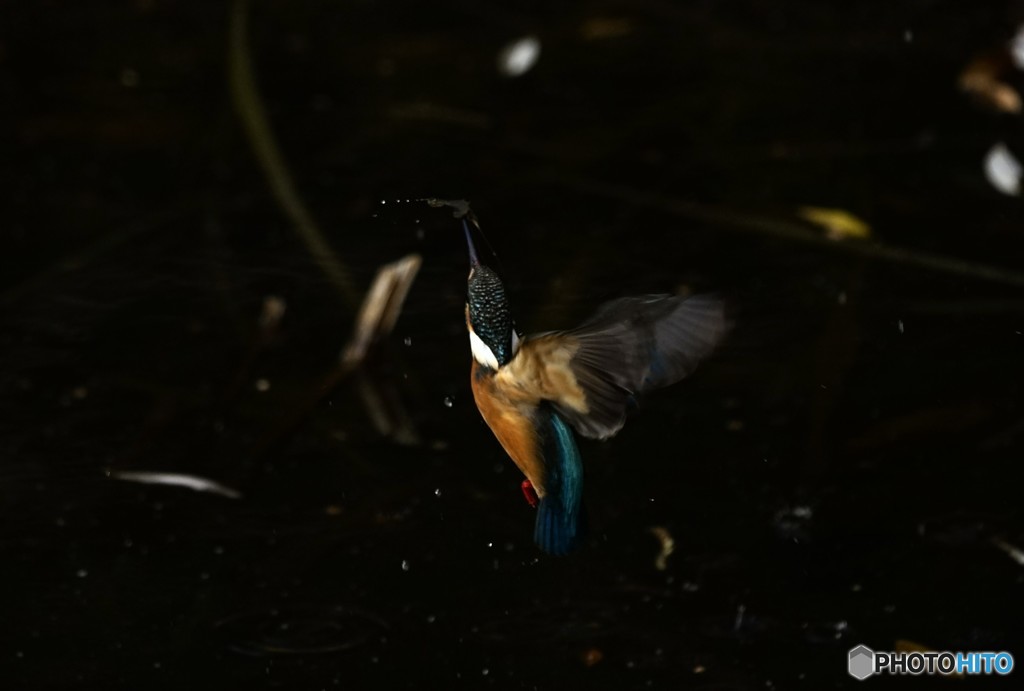 カワセミ