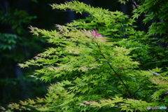 夏