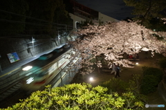 夜桜と電車