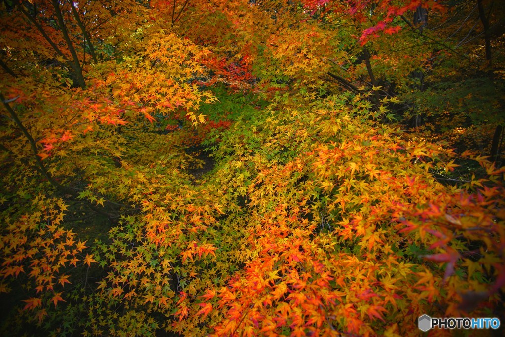 秋、紅葉を求めて