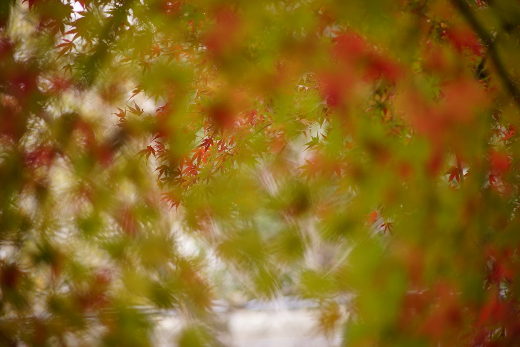 緑から紅へ