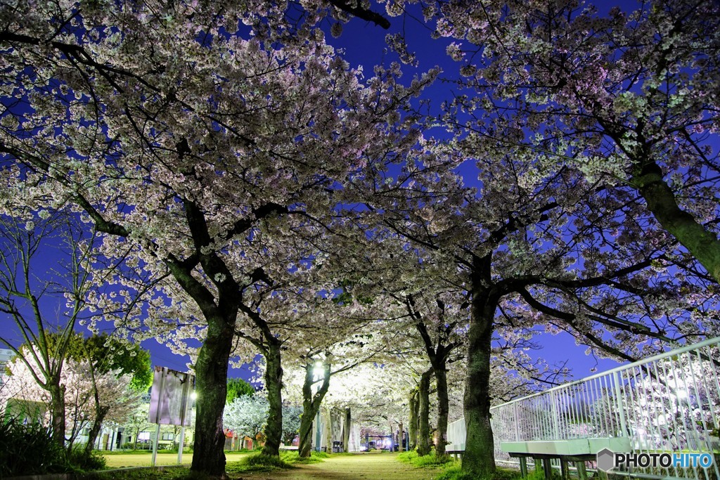 夜桜