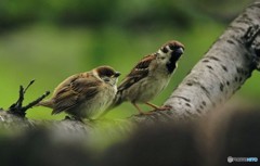 アナタとワタシ