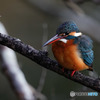 手持ちでカワセミ