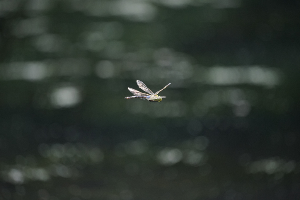 SIGMA　150-600mm F5-6.3 DG OS HSMでトンボを撮る