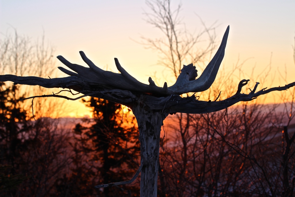 アラスカの朝