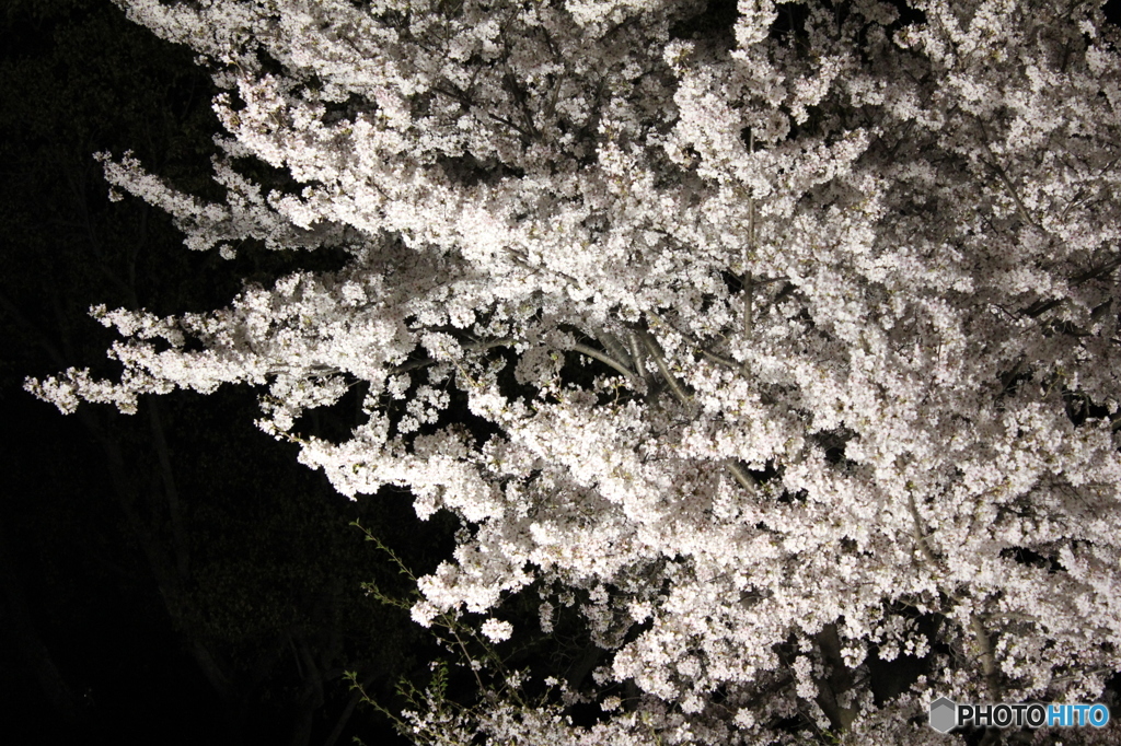 夜桜